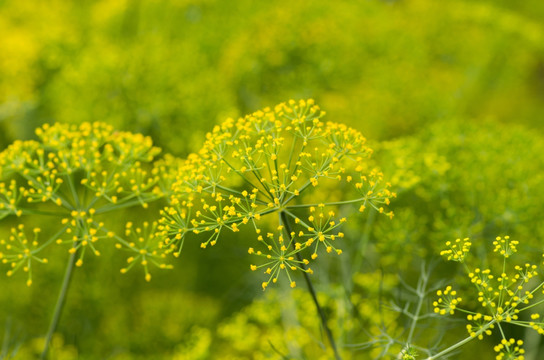 金樱子 草药