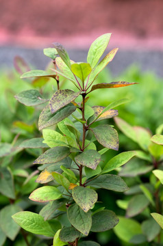 庐山小蘖 草药