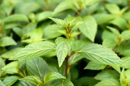 溪黃草 草藥