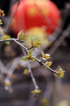 鲜花灯笼 花开富贵