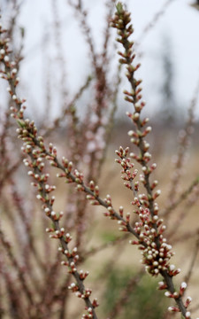 毛樱桃花