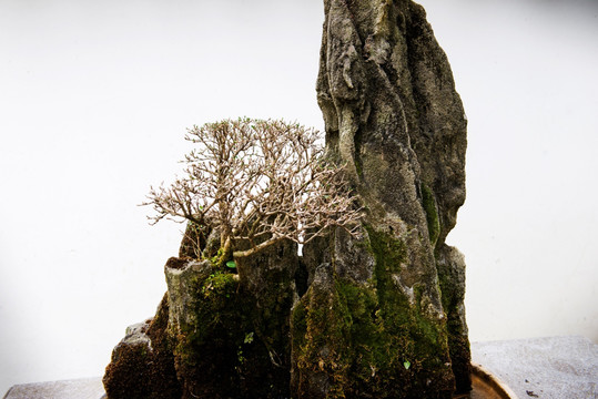 川派盆景 假山造型