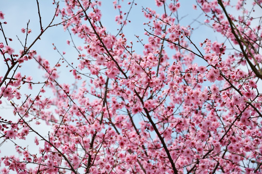 梦幻梅花花枝