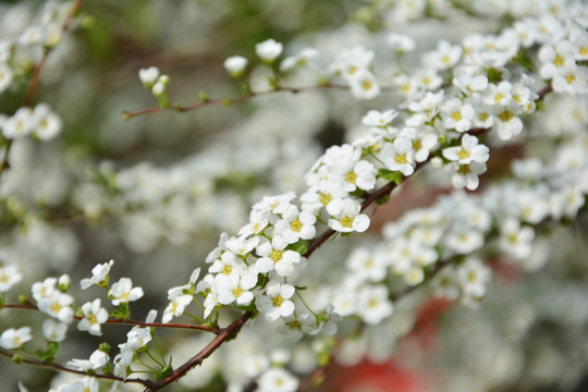 唯美小白花