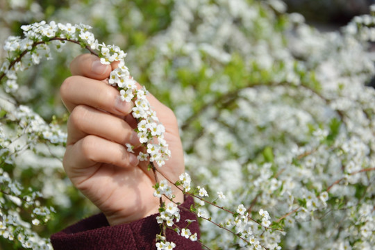 手与小白花