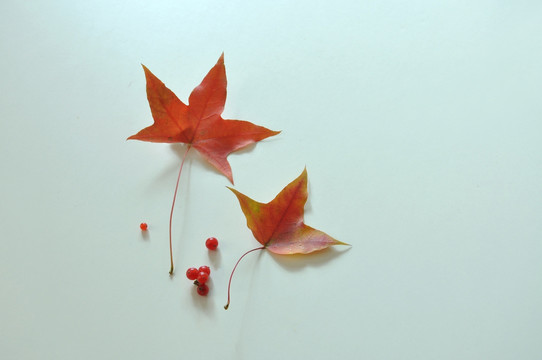 两片红色的枫叶