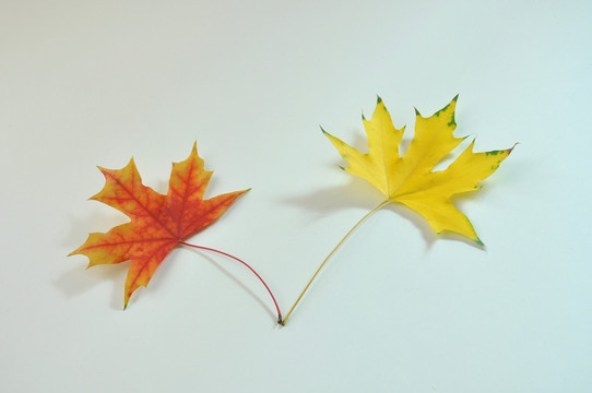 秋天落叶的形态和颜色