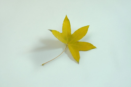 一片黄色的五角枫叶