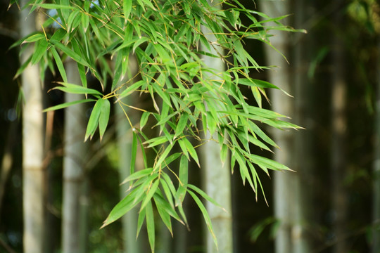 綠竹林竹子竹海