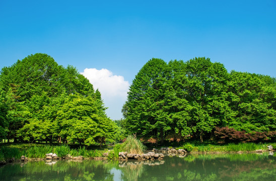 大树 古树 绿树