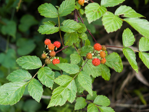 蔷薇科悬钩子属植物插田泡