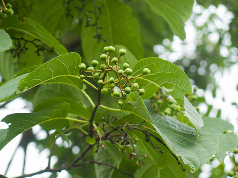 绿色藤本植物苦皮藤枝叶果实