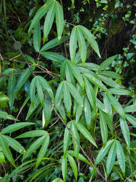 中国特有植物竹叶鸡爪茶