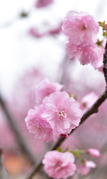 日本樱花