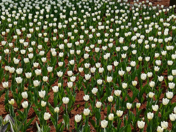 郁金香花海