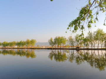 春天杨柳岸