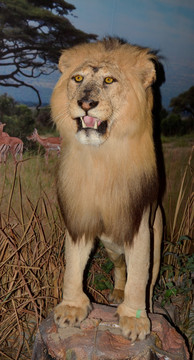 狮子标本 非洲雄狮
