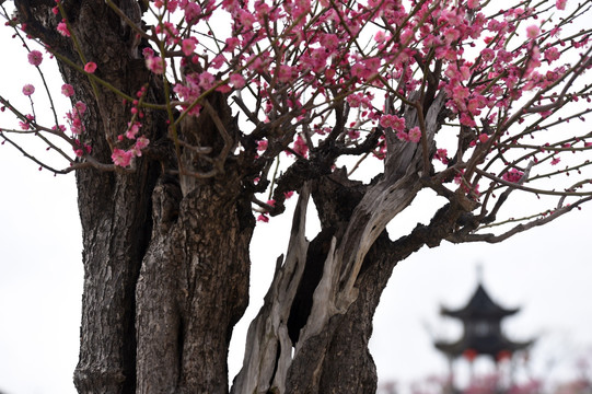 梅花前景素材