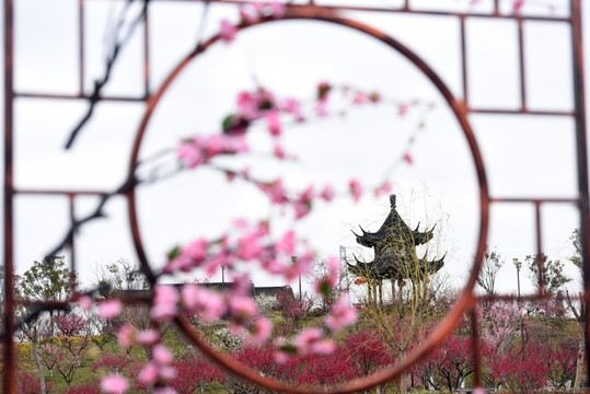 梅花前景素材