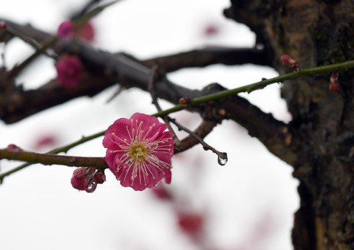 梅花前景素材