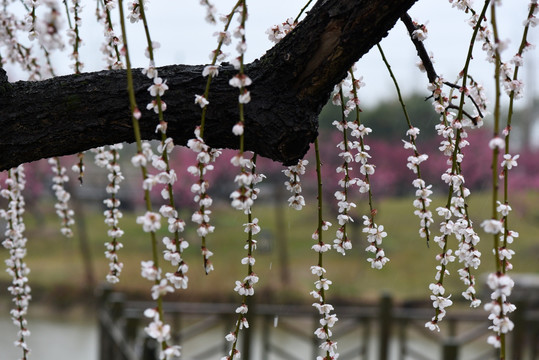 梅花前景素材