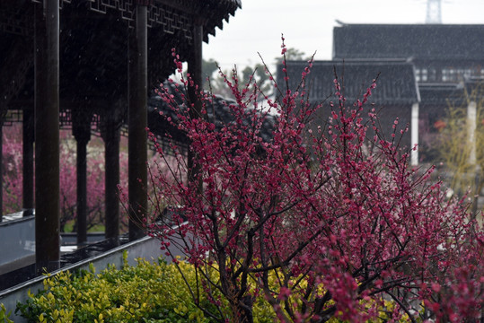 江苏盐城梅花湾景区