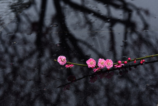 江苏盐城梅花湾景区