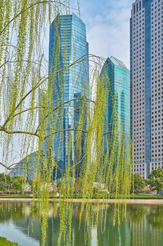 绿柳与现代建筑 高清大图