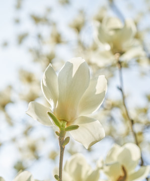 玉兰花 白玉兰 高清大图