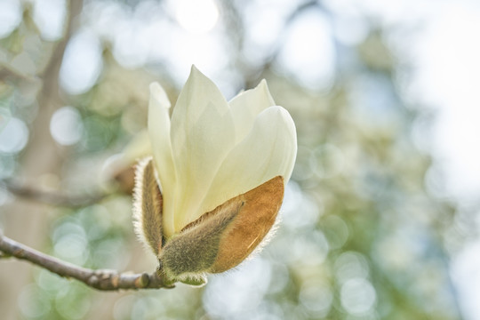 玉兰花 白玉兰 高清大图