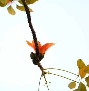 木棉花