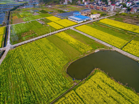 浙江兰溪岩头村油菜花田航拍