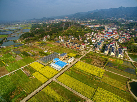 浙江兰溪岩头村油菜花田航拍