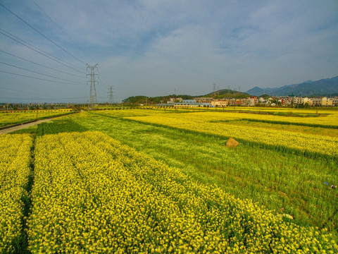 浙江兰溪岩头村油菜花田航拍