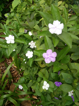 五瓣花 五叶花 小花朵 花