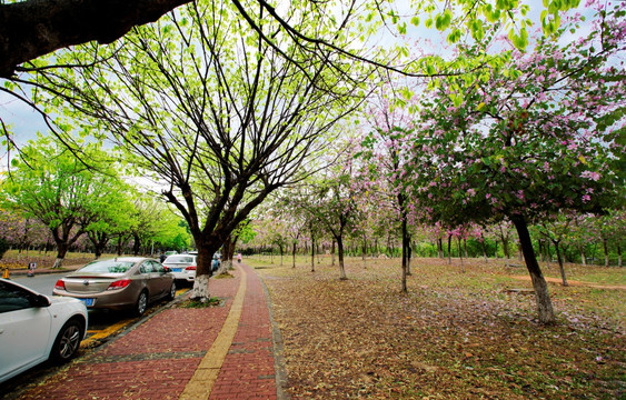 烟雨三月说华农