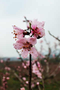 桃花 桃树 桃园