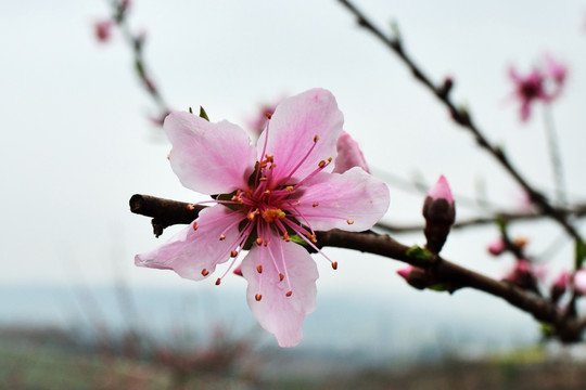 桃花 桃树 桃园