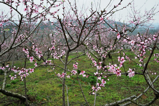 桃花 桃树