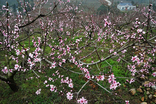 桃花 桃树