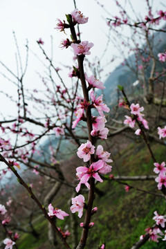 桃花 桃树