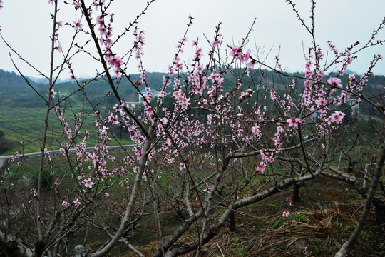 桃花 桃树