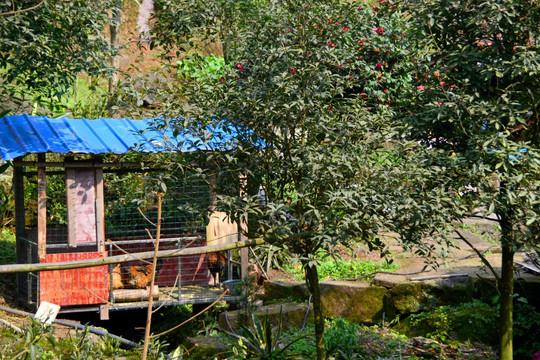 贵州山区 乡村庭院 鸡笼