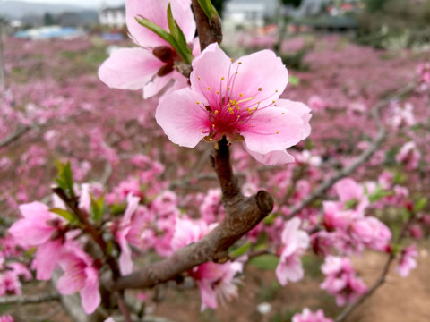 桃花