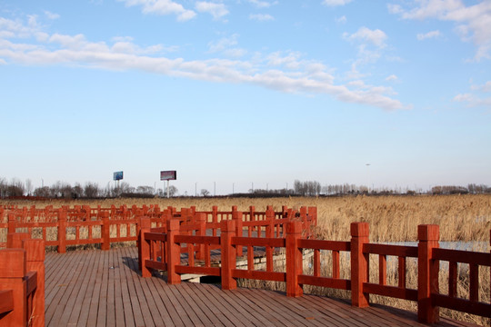 湿地 芦苇 芦花