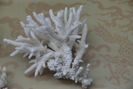 珊瑚标标本