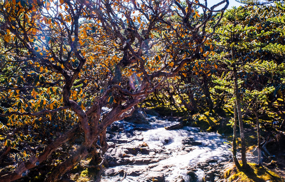 高山植被