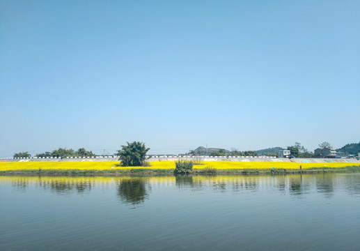 油菜花湖畔