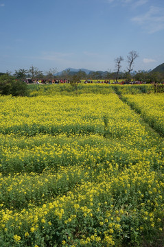 桂林油菜花