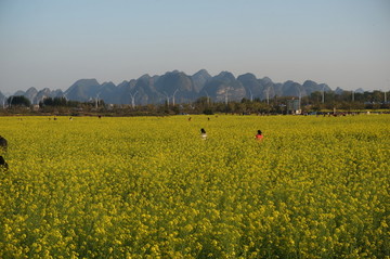 油菜花